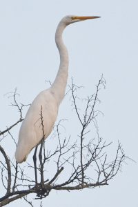 #3 _DSC8978 4x6 Egret in a tree