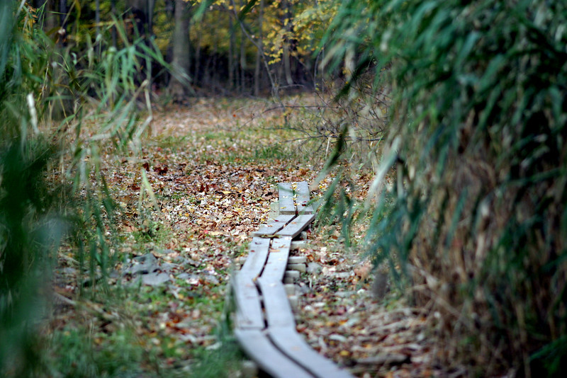 Projects Grid – Closter Nature Center