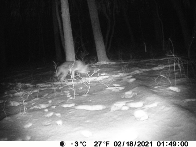 Judging by size, long legs, and profile, as well as the time stamp of 1am—coyotes are nocturnal hunters— local naturalists confirm this image captures a coyote. CNC Trustee Tom Golodik writes, "It would be telling to examine the tracks. Dogs wander all over the place when they walk; coyotes typically move in straight lines and place rear feet in front paw tracks. Because the coyote’s heel pad is smaller than a dog’s, coyote tracks show more open space between the two outside toes, whereas the dog’s larger heel pads tends to intrude into the area between the outside toes."